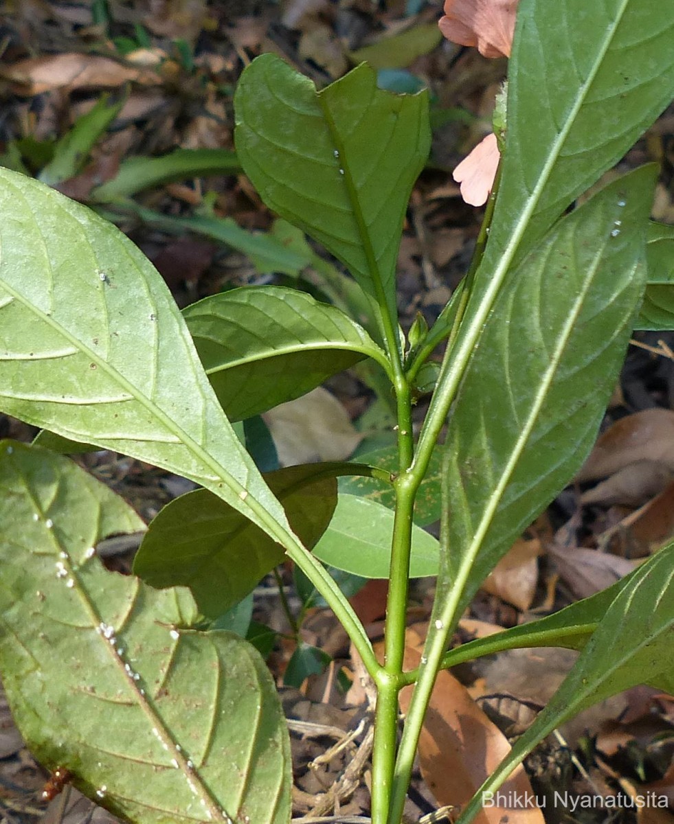 Crossandra infundibuliformis subsp. arida L.H.Cramer